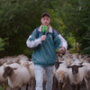 Met schapies door de stad in Dumpert Filmt Je Werkplek! 