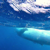 Vriendelijke bultrug walvis