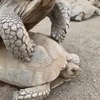 Ketsende schildpadden
