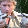 Hey hey crikey!