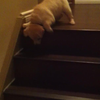 Hond leert puppy traplopen