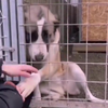 Hond in asiel