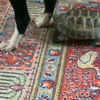 Schildpad vs. hond