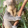 Hoe lacht een koala