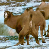 Dumpert natoertelevee: Bactrische kamelen