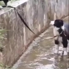 Hond helpt hond