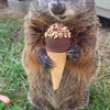 Marmot geniet van een ijsje