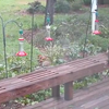 Kolibries hebben honger