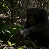 Chimpanzee Kindness