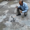 1 snake, 1 cup