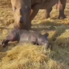 Geboorte van een neushoorn