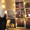 Hond ontdekt lamp op geluid 