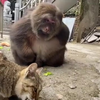 Eenarmige makaak probeert kattenvoer