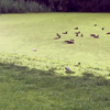 Kijk, eenden op het gras