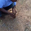 Indiase taxichauffeur reanimeert aapje