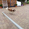 Kijk. Mijn hond kan zichzelf uren vermaken