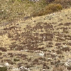 Sasquatch gespot in Colorado
