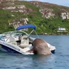 Walrus klimt aan boord
