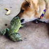 Hond heeft nieuw speeltje gevonden