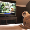 Bulldog kijkt spannende film