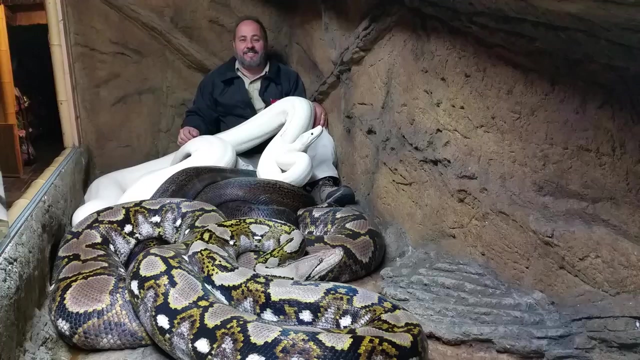dumpert.nl Man wordt aangevallen door python dumpert.nl Man wordt aangevallen door python
