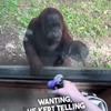 Apen zijn cool en slim 