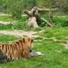Tijger gedraagt zich als tijger