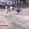 Hond vs gans