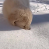 Hondje doet gezicht in sneeuw drukken