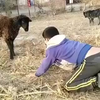 Ben jij een ram of een schaap?