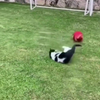 Voetballen met je huisdier