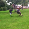 Paard was er klaar mee 