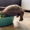 Schildpad heeft balansdag