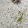 Praying mantis vs deadly bird
