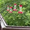 Zooi kolibri's in de tuin