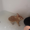 Watergevecht met je konijn