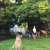 Frisbee vs hond