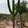 Freek over Mexicaanse cactus