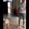 Hond is complete klootzak