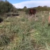 Paard HAAT bontkraagjes