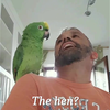 Italiaanse papegaai