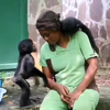 Baby chimps zijn liev 