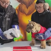 Chineens Nieuwjaar inluiden met konijn en tijger