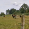 Paard glijdt uit