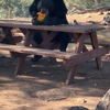 Ik zag een beer picknicken
