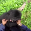 Spelen met je gorilla