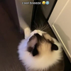 Coolcat <3 koelkast 