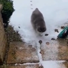 Katten zijn perfectionisten