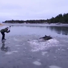 Eland gered uit bevroren meer door schaatsers in Zweden