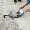 Wilde kat met een helm op